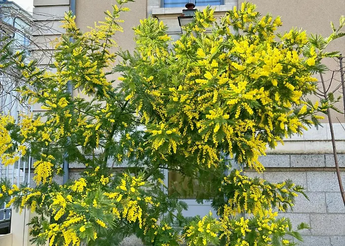 La Parenthese Flechoise, Raphael 拉弗雷切